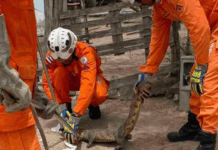 Jacaré assusta trabalhadores ao ser encontrado próximo à fábrica de café no bairro Gabriela